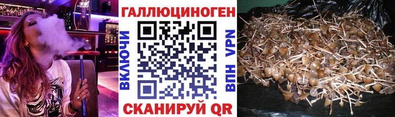 Псилоцибиновые грибы Psilocybine cubensis  Новозыбков 